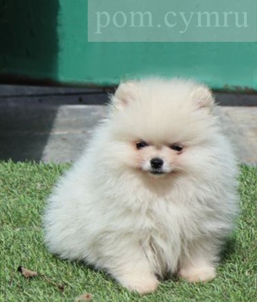 pomeranian puppies for sale UK