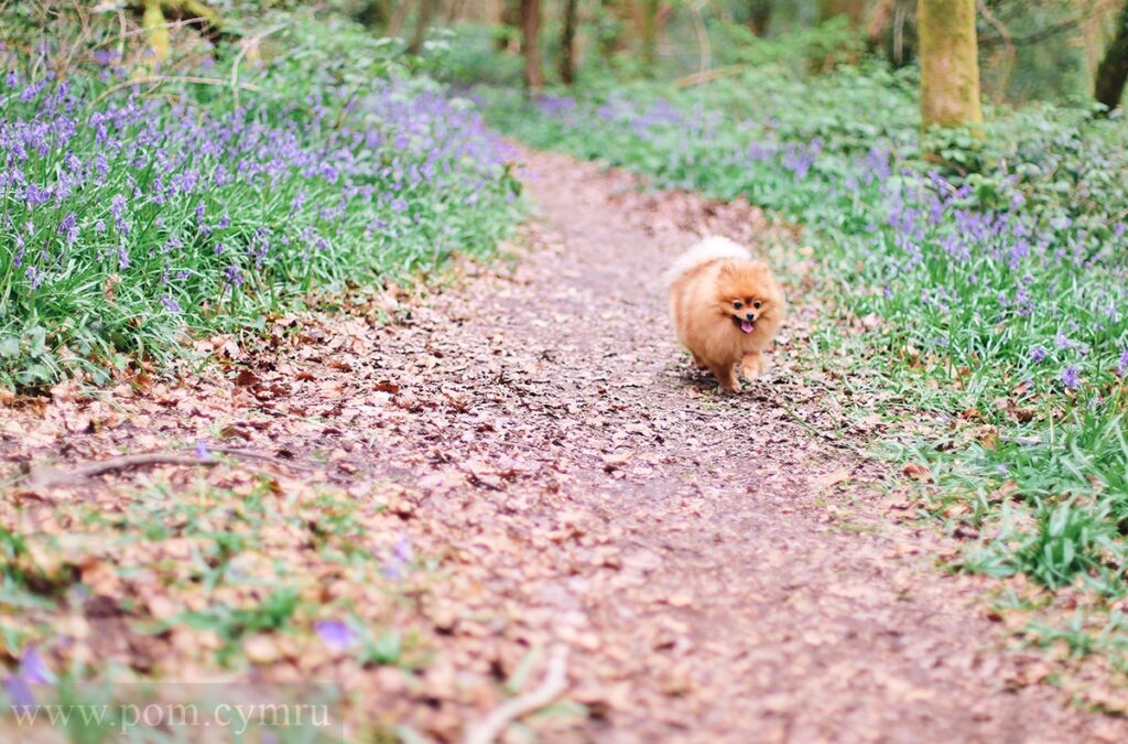 Pomeranian puppies Wales