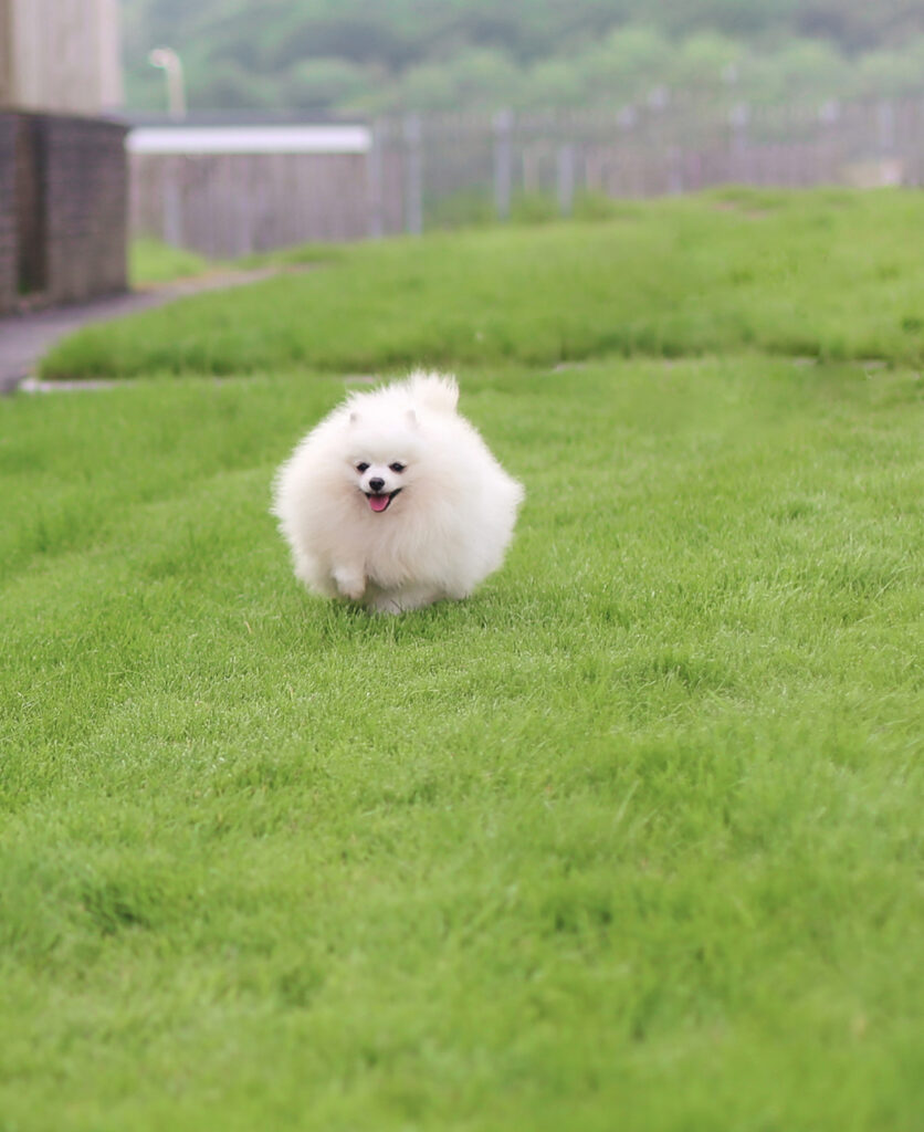 white pomeranian puppy UK