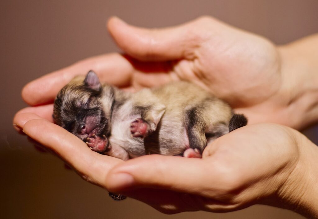 sable newborn pomeranian puppy