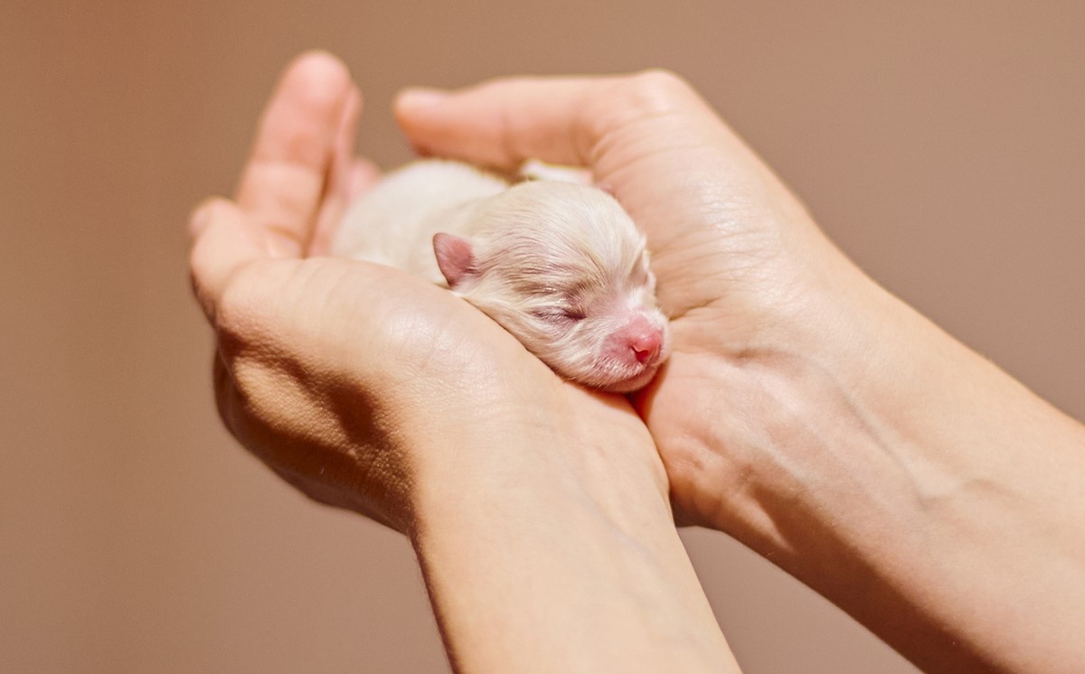 white newborn pomeranian puppy