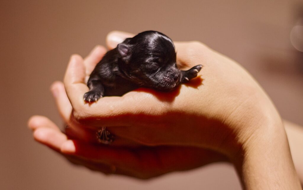 black newborn pomeranian puppy