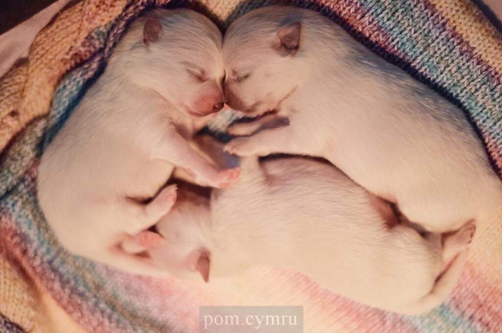 white pomeranian puppy for sale