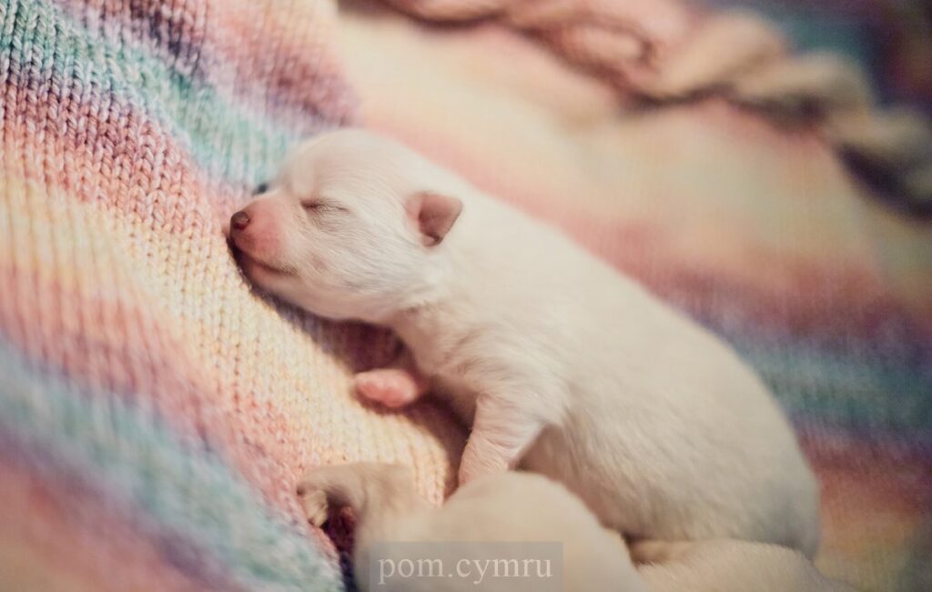 white pomeranian puppy uk