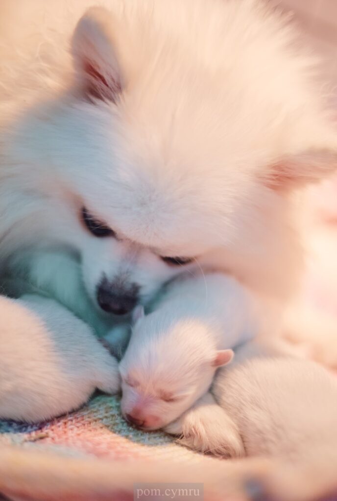 white pomeranian puppy  with mum