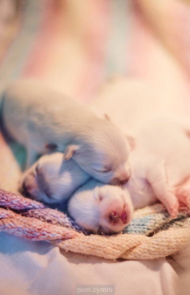 pomeranian puppies wales